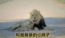 搞笑狮子配音,搞笑配音版，笑料百出，狮王也疯狂