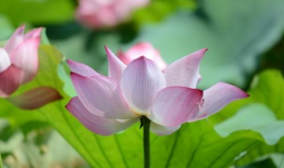 真莲花图片,自然界的优雅典范