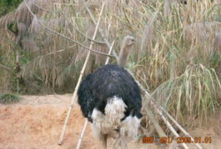 驼鸟照片,大自然的优雅使者