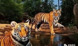 搞笑老虎 印度,印度搞笑老虎的欢乐日常