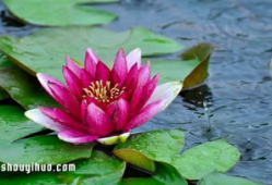 真莲花图片,自然界的优雅典范