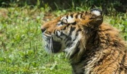 搞笑老虎 印度,印度搞笑老虎的欢乐日常