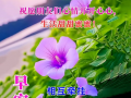 愿顺利图片