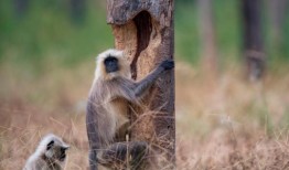 搞笑老虎 印度,印度搞笑老虎的欢乐日常