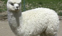 羊驼搞笑奔跑,萌态百出，笑料连连