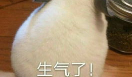 杀鱼时表情包,揭示水下生活百态