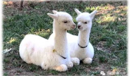 羊驼搞笑奔跑,萌态百出，笑料连连