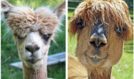 羊驼搞笑奔跑,萌态百出，笑料连连