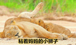搞笑狮子配音,搞笑配音版，笑料百出，狮王也疯狂