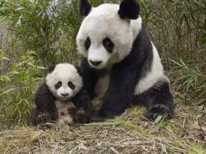 娱乐吃瓜酱大熊猫生气